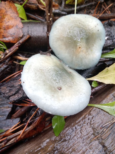 Гриб из Санкт-Петербург