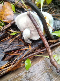 Гриб из Санкт-Петербург