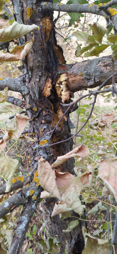 Гриб из Тольятти