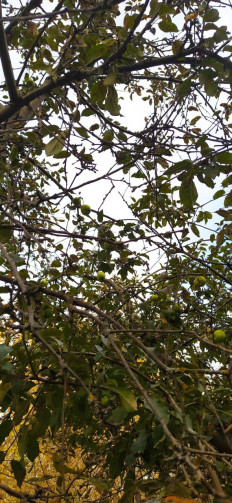 Гриб из Тольятти