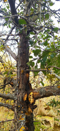 Гриб из Тольятти