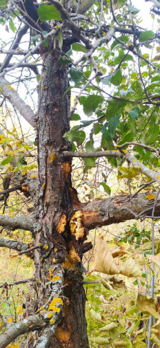 Гриб из Тольятти