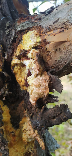 Гриб из Тольятти