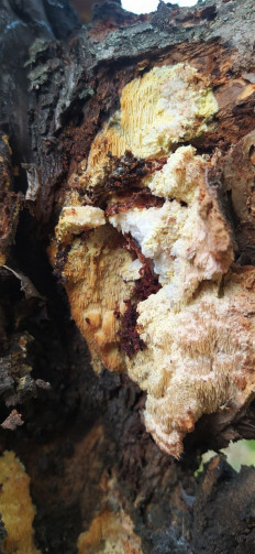 Гриб из Тольятти