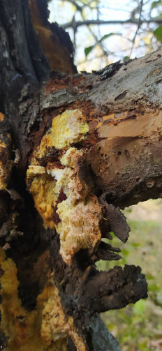 Гриб из Тольятти