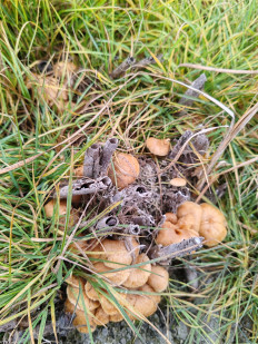 Гриб из Волгоград