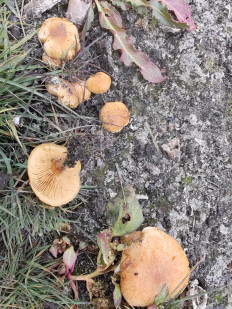 Гриб из Волгоград