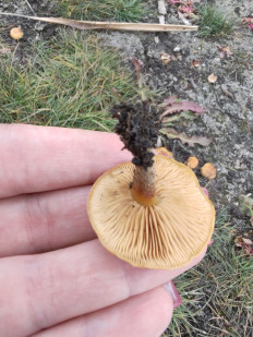 Гриб из Волгоград