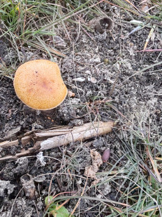 Гриб из Волгоград