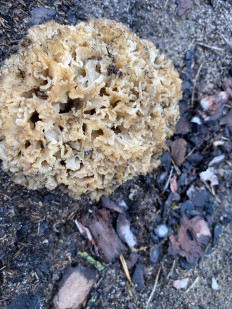 Гриб из Марьино