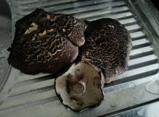 Гриб из Кобрин