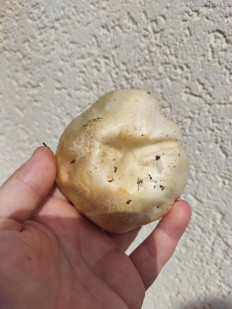 Гриб из Севастополь