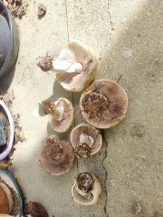 Гриб из Севастополь