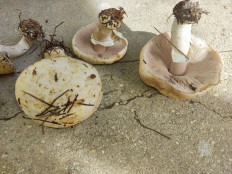 Гриб из Севастополь