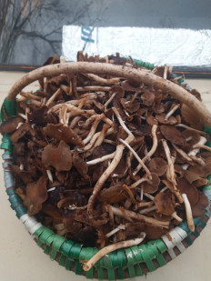 Гриб из Нежин