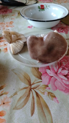 Гриб из Михайловск