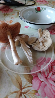 Гриб из Михайловск