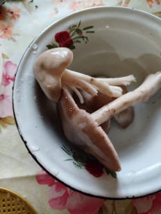 Гриб из Михайловск