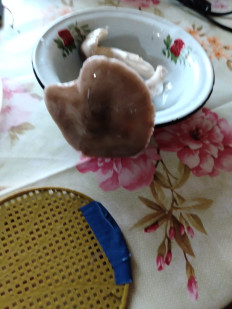 Гриб из Михайловск