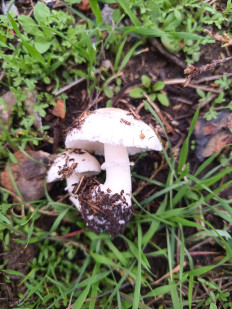 Гриб из Доброполье