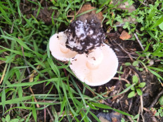 Гриб из Доброполье