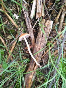 Гриб из Доброполье