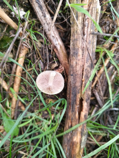 Гриб из Доброполье