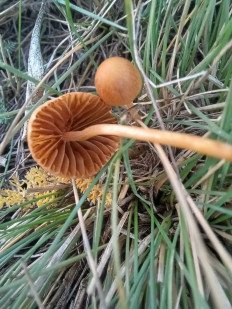 Гриб из Доброполье