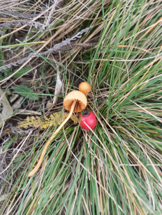 Гриб из Доброполье