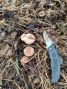 Гриб из Самара