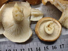 Гриб из Самара