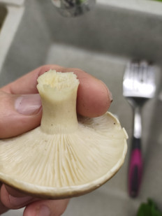 Гриб из Самара