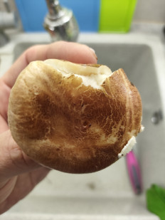 Гриб из Самара