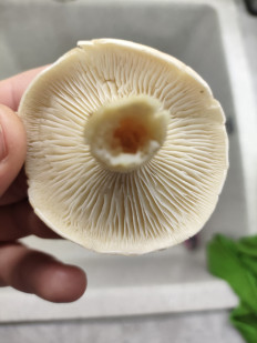 Гриб из Самара