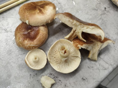 Гриб из Самара