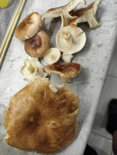 Гриб из Самара