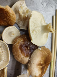 Гриб из Самара