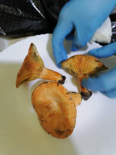 Гриб из Полтава