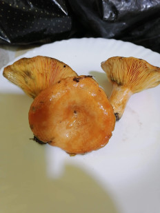 Гриб из Полтава