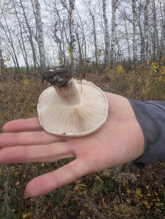 Гриб из ЧЕБОКСАРЫ