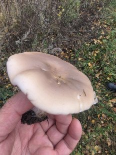 Гриб из ЧЕБОКСАРЫ