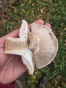 Гриб из ЧЕБОКСАРЫ