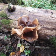 Гриб из Мытищи