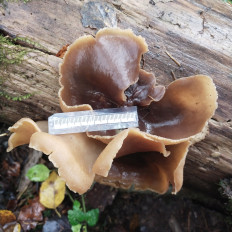 Гриб из Мытищи