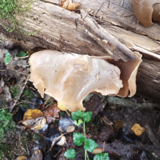 Гриб из Мытищи