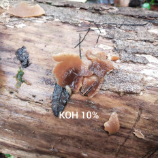 Гриб из Мытищи