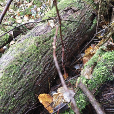 Гриб из Мытищи