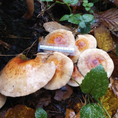 Hypholoma lateritium - Опёнок кирпично-красный