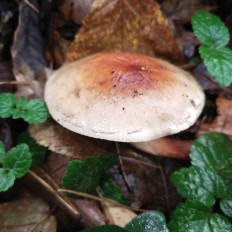 Hypholoma lateritium - Опёнок кирпично-красный