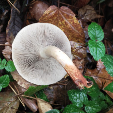 Hypholoma lateritium - Опёнок кирпично-красный